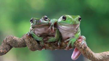 uniswap-(uni)-price-steady-as-digitoads-(toads)-price-rises-in-1,-2-&-3-presale-stages