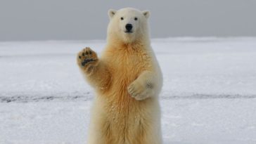 bye-bye-bitcoin-bear