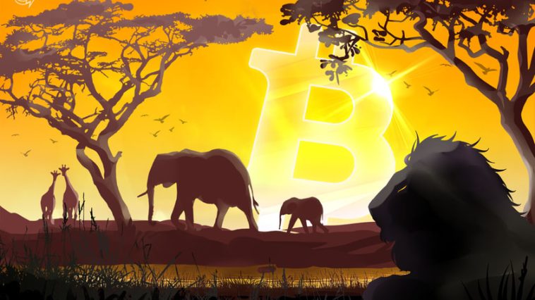 imf-optimism-in-central-african-republic,-despite-bitcoin-adoption
