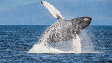 whale-activity-pushes-comp-token-price-up-by-50%