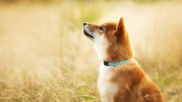 shiba-memu-presale:-meet-the-robot-meme-dog-with-a-touch-of-ai-genius